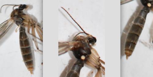 Coelosia sp.